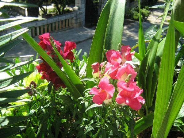Guest house House Boninovo (adults Only) Dubrovnik